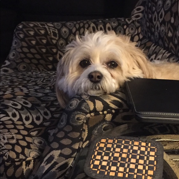 Meet your Posher, Brianne - Picture 1 of 1